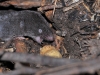 Northern-short-tail-shrew1