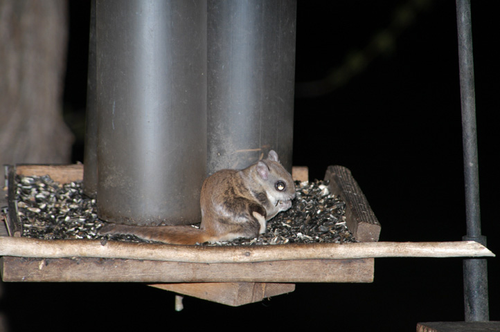 Southern-Flying-Squirrel