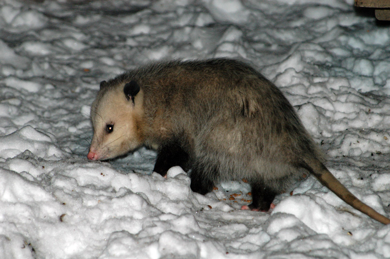 Opossum--sniffing-out-dog-food