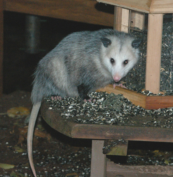 Opossum-at-our-bird-feeder