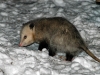 Opossum--sniffing-out-dog-food