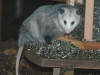 Opossum-at-our-bird-feeder