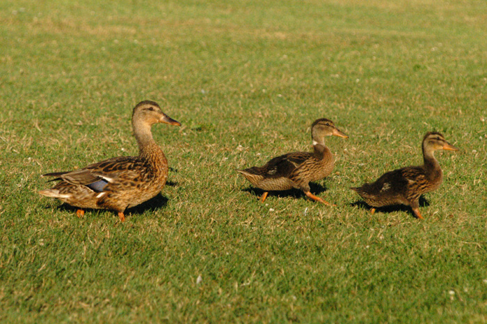 2-Hen-mallard-and-her-ducklings
