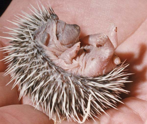 3-Baby-hedgehog