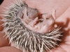 3-Baby-hedgehog
