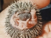 4-Baby-Hedgehog-8-Days-Old
