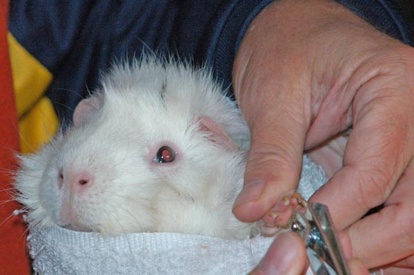 5-Pinky-the-guinea-pig-about-to-get-his-nails-done