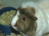 4-Lincoln-the-guinea-pig
