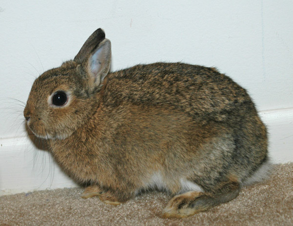 7-Brown-bunny