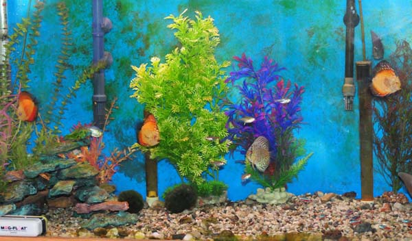 02-Marks-aquarium-with-discus-fish