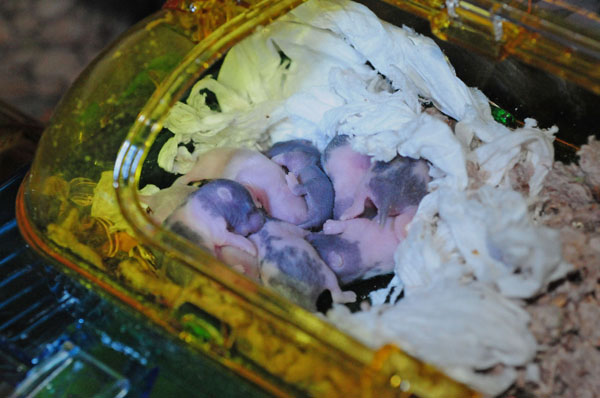 06-Eight-Baby-Hamsters