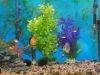 02-Marks-aquarium-with-discus-fish