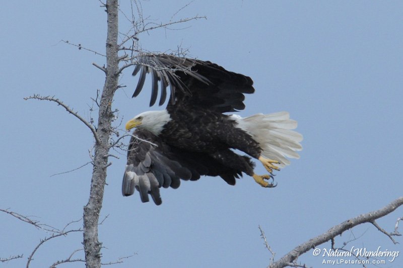 Bald_eagle2_Nunavut_by_AmyLPeterson