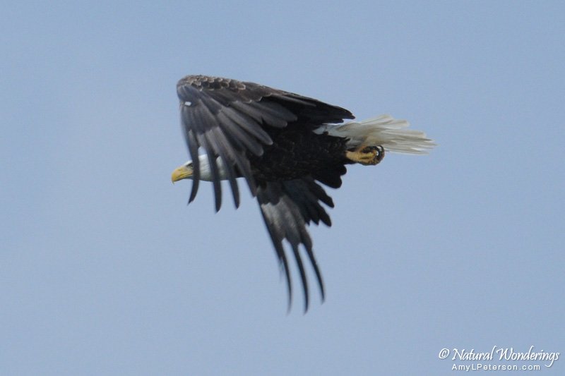 Bald_eagle3_Nunavut_by_AmyLPeterson