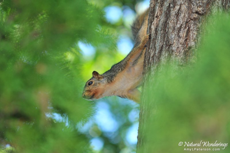 Fox_squirrel_Michigan_by_AmyLPeterson