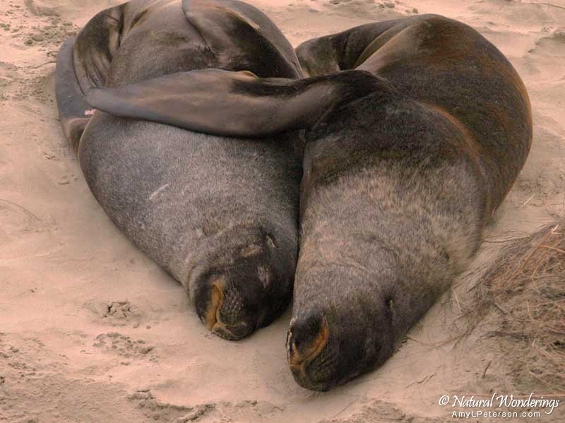 Hooker's_sea_Lions_New_Zealand_by_AmyLPeterson