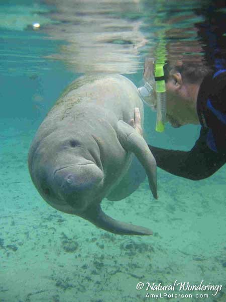 Manatee_with_Mark_Florida_by_AmyLPeterson