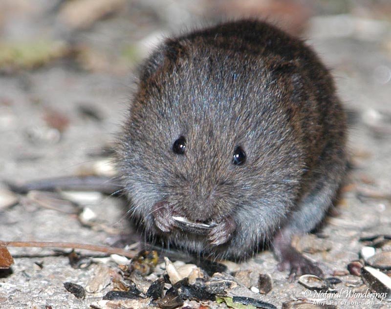 Meadow_vole1_Michigan_by_AmyLPeterson
