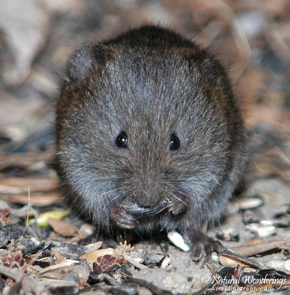 Meadow_vole3_Michigan_by_AmyLPeterson
