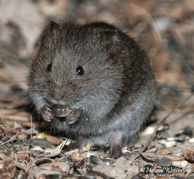 Meadow_vole4_Michigan_by_AmyLPeterson