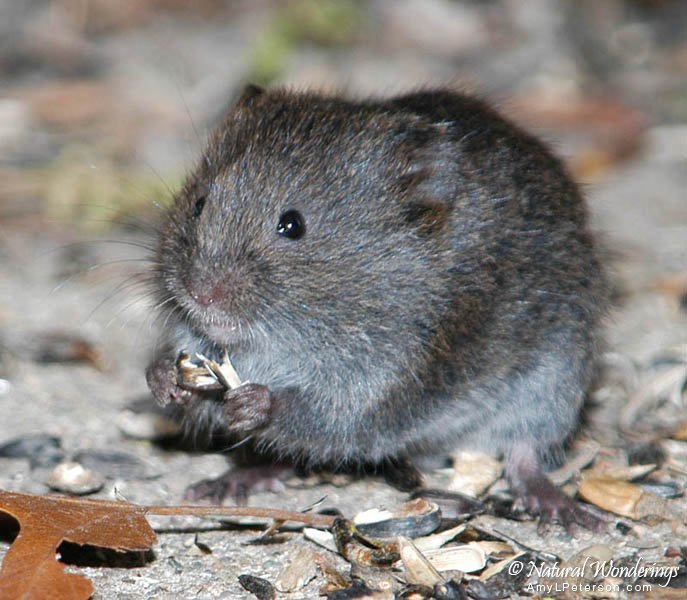 Meadow_vole5_Michigan_by_AmyLPeterson