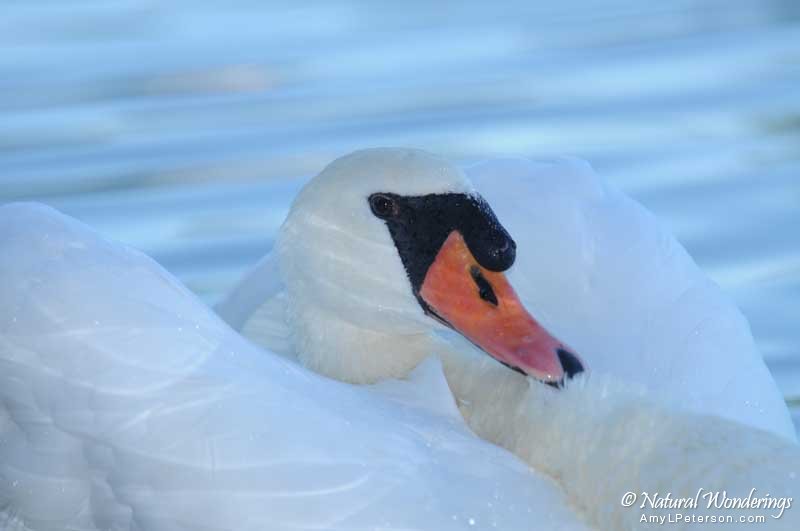 Mute_swan_by_AmyLPeterson