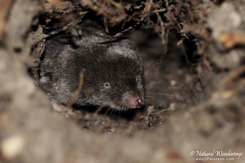 Northern_short-tail_shrew_Michigan_by_Amy_Peterson2