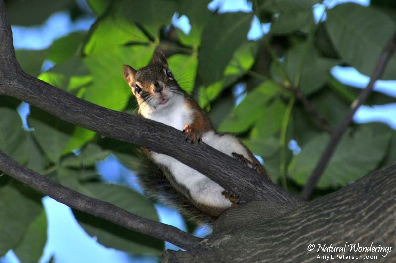 Red_squirrel_Michigan_by_AmyLPeterson