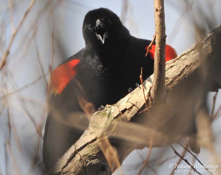 Redwing_blackbird_Michigan_by_AmyLPeterson