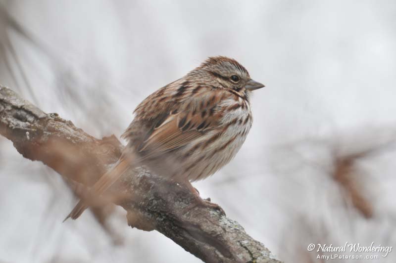 Song_sparrow_Michigan_by_AmyLPeterson