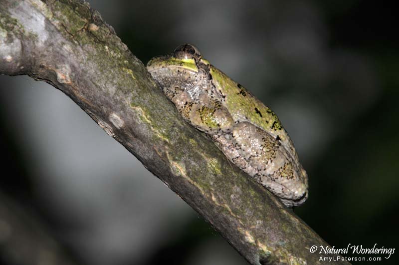 Tree_frog_Michigan_by_AmyLPeterson