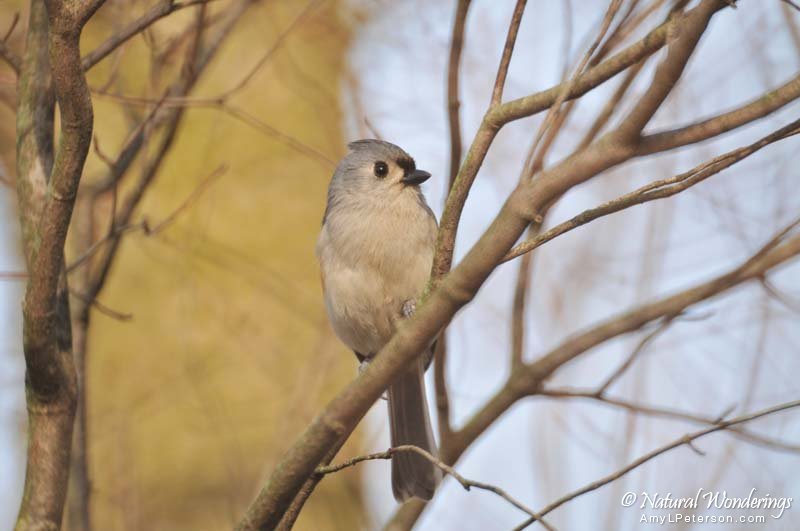 Tufted_titmouse_Michigan_by_AmyLPeterson