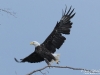 Bald_eagle1_Nunavut_by_AmyLPetreson