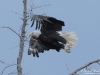 Bald_eagle2_Nunavut_by_AmyLPeterson