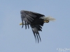 Bald_eagle3_Nunavut_by_AmyLPeterson