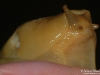 Banana_slub_Oregon_by_AmyLPeterson