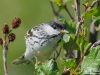 Blackpoll_warbler_Nunavut_by_AmyLPeterson