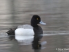 Bluebill_scaup_Michigan_by_AmyLPeterson