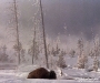 Buffalo_Yellowstone_by_AmyLPeterson_and_Mark_Oemke
