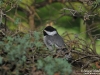 Chickadee_Michigan_by_AmyLPeterson