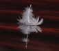 Feather-by-AmyLPeterson