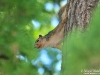 Fox_squirrel_Michigan_by_AmyLPeterson
