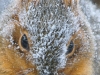 Fox_squirrel_Michigan_by_MarkOemke