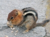 Golden_mantle_ground_squirrel_Oregon_by_AmyLPeterson