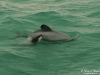 Hector's_dolphins_New_Zealand_by_AmyLPeterson