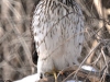 Immature_cooper's_hawk_Michigan_by_AmyLPeterson