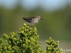 Least_sandpiper_Nunavut_by_AmyLPeterson