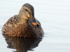 Mallard-hen-by-AmyLPeterson