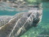 Manatee_Florida_by_AmyLPeterson