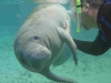 Manatee_with_Mark_Florida_by_AmyLPeterson